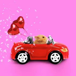 Prints of Hamster driving miniature red sports convertible car with heart shaped balloons attached, valentine Date Calomyscidae Prints: Hamster in Miniature Red Sports Convertible Print