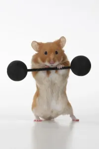 MAMMAL Print: Pet Hamster Lifting Weights