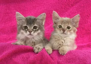 Cat Prints: Somali Kittens Print (8 weeks old)