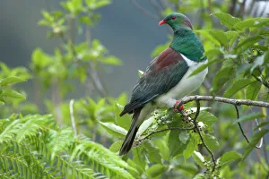New Zealand Pigeon - sitting in a tree about to feed on berries New Zealand Pigeon - sitting in a tree about to feed on berries