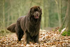 Images Dated 2011: Newfoundland Dog Print LA-8293 by Jean-Michel Labat