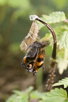 Newly emerged Small Tortoiseshell Butterfly on pupal case Newly emerged Small Tortoiseshell Butterfly on pupal case