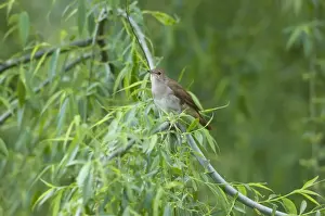Nature Inspired Wall Art Prints: Nightingale - in spring on territory
