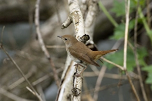 Nightingale - in spring on territory Nightingale - in spring on territory