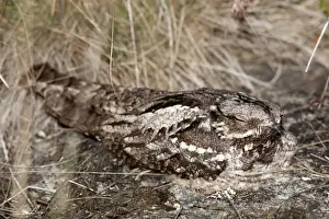 Nightjar Bird Prints: Nightjar - on the ground