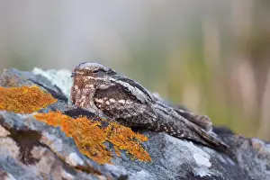 Nightjar in Lizard, Cornwall - UK Print (DAC-281)