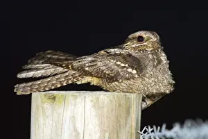 Nightjar Print - Caprimulgus europaeus on a post DAC-35