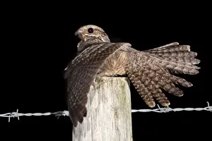 Nightjar Bird Prints: Nightjar - with wings open on a post