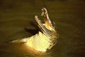 Nile Crocodile - With head out of water, mouth open Nile Crocodile - With head out of water, mouth open