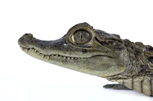 Personal Use Artwork Only Prints: Nile Crocodile - studio