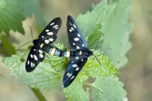 Nine-spotted Moth Pair Mating Print