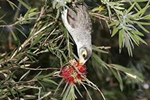 Noisy Miner probes for nectar with its brush-tipped tongue in the flower of a bottlebrush (Callistemon sp.) Noisy Miner probes for nectar with its brush-tipped tongue in the flower of a bottlebrush (Callistemon sp.)