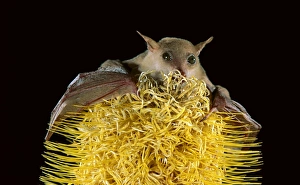 Northern blossom-Bat - feeding on banksia Northern blossom-Bat - feeding on banksia
