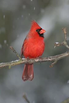 Images Dated 18th January 2004: Northern Cardinal Hamden, CT, USA