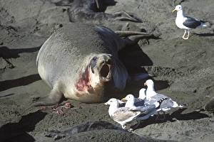 Northern Elephant Seal - female trying to chase away the gulls which want to eat the placenta after she just gave birth Northern Elephant Seal - female trying to chase away the gulls which want to eat the placenta after she just gave birth