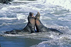 Northern Elephant Seal - males fighting in the surf Northern Elephant Seal - males fighting in the surf