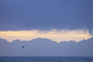 Northern Giant Petrel - At dawn with South Georgia in background Northern Giant Petrel - At dawn with South Georgia in background