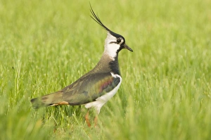 Northern Lapwing - Male in breeding season Northern Lapwing - Male in breeding season