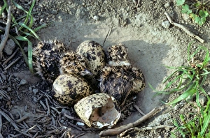 Northern Lapwing - nest with chicks and eggs Northern Lapwing - nest with chicks and eggs