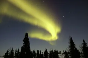 Northern lights / Aurora borealis - in night sky over conifer forest Northern lights / Aurora borealis - in night sky over conifer forest