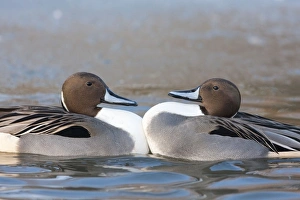 Northern Pintail - Two drakes fighting due to cramped conditions on a small patch of unfrozen water Northern Pintail - Two drakes fighting due to cramped conditions on a small patch of unfrozen water