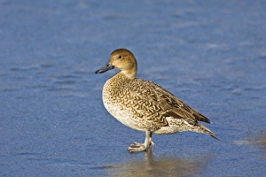 Northern Pintail - female in winter Northern Pintail - female in winter