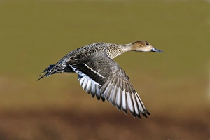 Northern Pintail - in flight in winter Northern Pintail - in flight in winter