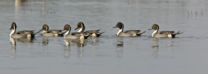 Northern Pintails - flock in winter Northern Pintails - flock in winter