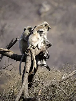 Northern Plains Grey Langur - adult and young Semnopithecus entellus Rajasthan, India MA003959 Date: 14-Feb-20 Northern Plains Grey Langur - adult and young Semnopithecus entellus Rajasthan, India MA003959 Date: 14-Feb-20