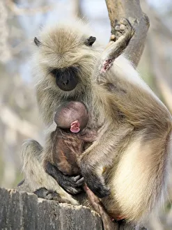 Northern Plains Grey Langur - mother with new born baby Semnopithecus entellus Rajasthan Northern Plains Grey Langur - mother with new born baby Semnopithecus entellus Rajasthan