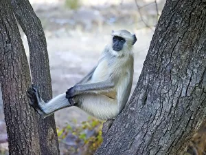 Northern Plains Grey Langur Semnopithecus entellus Rajasthan, India MA003972 Date: 10-Feb-20 Northern Plains Grey Langur Semnopithecus entellus Rajasthan, India MA003972 Date: 10-Feb-20
