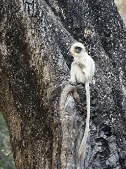 Northern Plains Grey Langur - youngster Semnopithecus entellus Rajasthan, India MA003969 Date: 06-Feb-20 Northern Plains Grey Langur - youngster Semnopithecus entellus Rajasthan, India MA003969 Date: 06-Feb-20