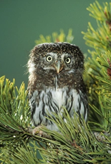 Northern Pygmy OWL - close-up in conifer Northern Pygmy OWL - close-up in conifer