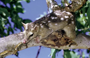Northern quoll (Dasyurus hallucatus) in tree. Kakadu National Park (World Heritage Area), Northern Territory, Australia Northern quoll (Dasyurus hallucatus) in tree. Kakadu National Park (World Heritage Area), Northern Territory, Australia