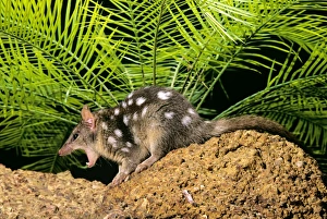 Northern Quoll - with mouth wide open Northern Quoll - with mouth wide open
