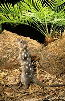 Northern Quoll - Stretched - standing on hind legs Northern Quoll - Stretched - standing on hind legs