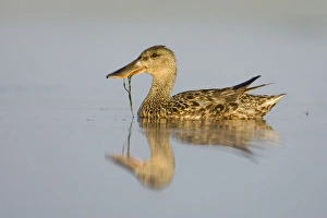 Northern Shoveler - Female feeding on pond weed Northern Shoveler - Female feeding on pond weed