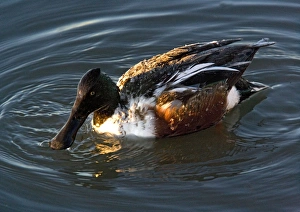 Northern Shoveler - male in midwinter Northern Shoveler - male in midwinter