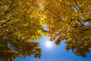 Norway Maple, two crowns of trees in autumn colour, backlit by the sunin strkin blue sky, Lower Saxony, Germany Norway Maple, two crowns of trees in autumn colour, backlit by the sunin strkin blue sky, Lower Saxony, Germany