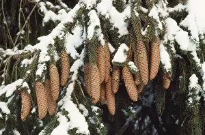 Snowy Trees Prints: Norway Spruce