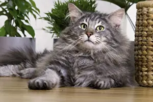 Norwegian Forest Cat Silver Tabby Mackerel White Print LA-3908