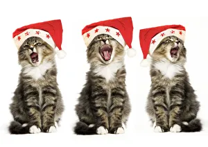 Norwegian Forest Cat - x3 wearing Christmas hats, singing Norwegian Forest Cat - x3 wearing Christmas hats, singing