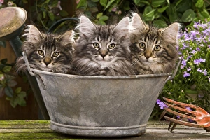 Norweigan Forest Cat - three in metal planter with flowers Norweigan Forest Cat - three in metal planter with flowers