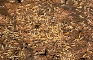 Nosy termites - worker and soldier each being ridden by a Jockey beetle (Australoptochtus phoreticus) inquiline Nosy termites - worker and soldier each being ridden by a Jockey beetle (Australoptochtus phoreticus) inquiline