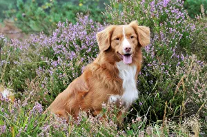 Nova Scotia Duck Tolling Retriever - sitting in heather Nova Scotia Duck Tolling Retriever - sitting in heather