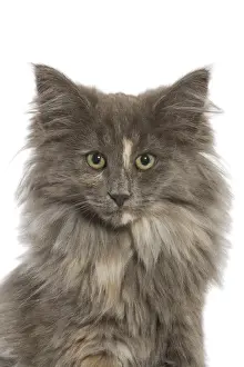 Close Up Cat Faces Prints: Nowegian Forest cat - in studio