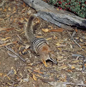 Numbat Print amongst Leaf Litter HB-1402