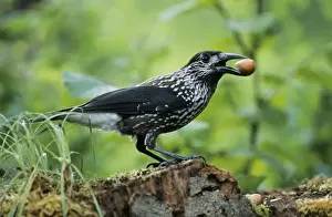Duncan Usher Photographer Prints: Nutcracker - with hazel nut in beak, Autumn