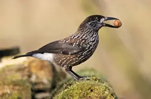 Duncan Usher Photography Prints: Nutcracker - with hazel nut in beak, winter