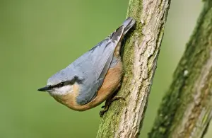 Personal Display Art Prints: Nuthatch